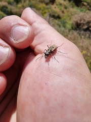 Neocicindela latecincta