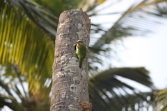 Psilopogon viridis