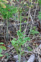 Tacca leontopetaloides
