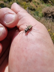 Neocicindela latecincta
