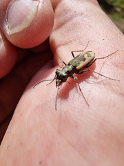 Neocicindela latecincta