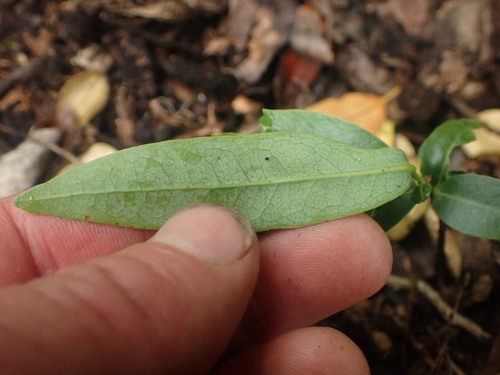 California Bay Laurel seedling