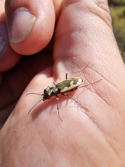 Neocicindela latecincta