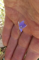 Wahlenbergia gymnoclada