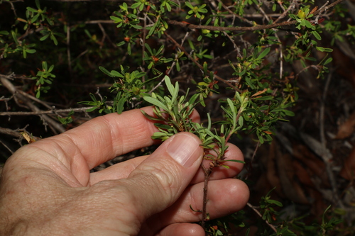 Image of Hibbertia linearis by (c) Greg Tasney, some rights reserved (CC BY-SA)