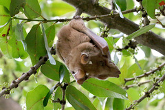 Epomophorus crypturus