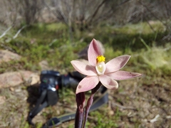 Thelymitra luteocilium