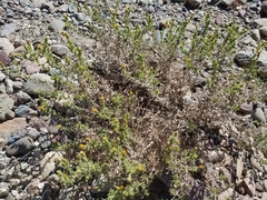 Heterotheca oregona