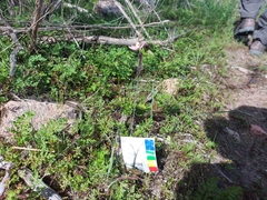 Thelymitra luteocilium