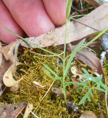 Wahlenbergia gymnoclada