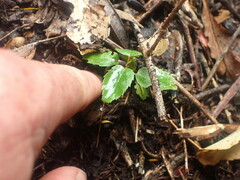 Aristotelia chilensis