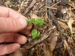 Aristotelia chilensis