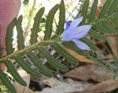Wahlenbergia gymnoclada