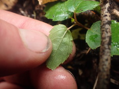 Aristotelia chilensis