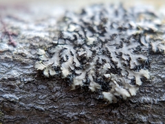 Phaeophyscia pusilloides