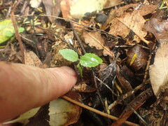 Aristotelia chilensis