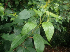 Aristotelia chilensis