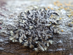 Phaeophyscia pusilloides