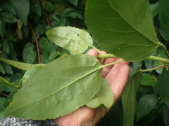 Aristotelia chilensis