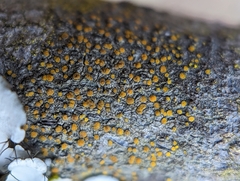 Caloplaca cerina