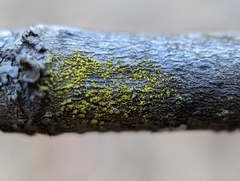 Chrysothrix xanthina