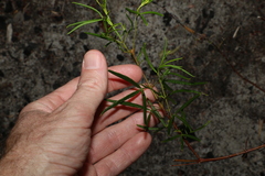 Zieria laxiflora