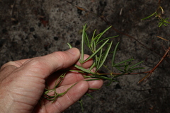 Zieria laxiflora