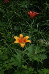 Lilium pensylvanicum