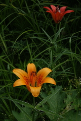 Lilium pensylvanicum