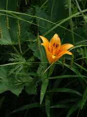 Lilium pensylvanicum