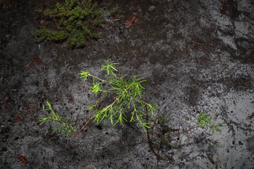 Image of Zieria laxiflora by (c) Greg Tasney, some rights reserved (CC BY-SA)