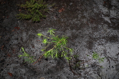 Zieria laxiflora