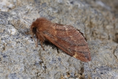 Ptilophora variabilis