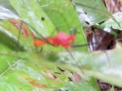 Ricolla quadrispinosa