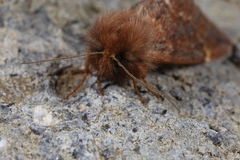 Ptilophora variabilis