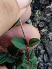 Rhexia nuttallii