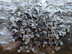 Phaeophyscia pusilloides