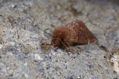 Ptilophora variabilis