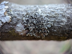 Phaeophyscia pusilloides