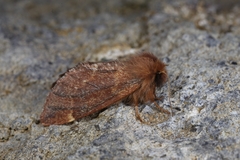 Ptilophora variabilis