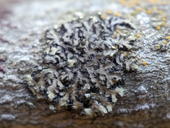 Phaeophyscia hirsuta