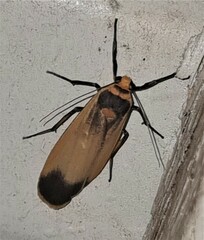 Brunia dorsalis