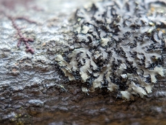 Phaeophyscia hirsuta