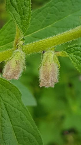 Sesamum radiatum