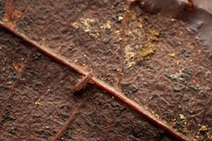 Isotomurus maculatus