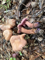 Laccaria amethysteo-occidentalis
