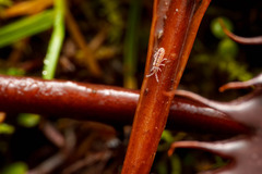 Isotomurus