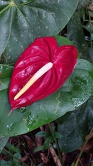 Anthurium andraeanum