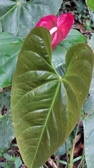 Anthurium andraeanum