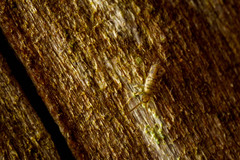 Entomobrya nivalis